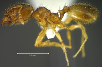 Media type: image;   Entomology 34248 Aspect: habitus lateral view